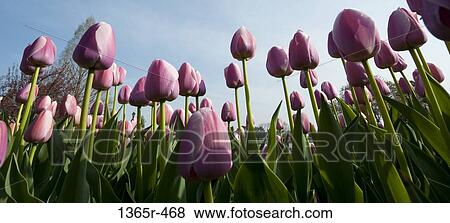 Purple tulips growing on field View Large Photo Image Stock Photo - Purple tulips growing on field. Fotosearch