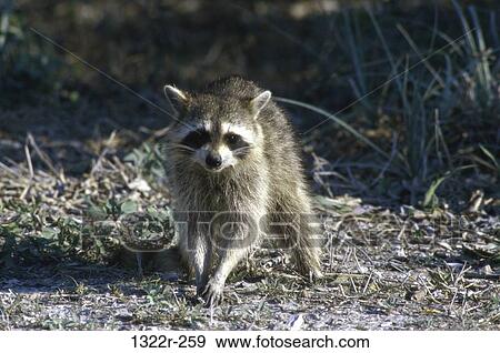 Raccoon on the floor View Large Photo Image Stock Photo - Raccoon on the floor. Fotosearch