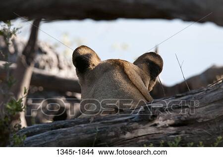 Rear view of a lioness (Panthera leo), Savuti Channel, Linyanti, Botswana View Large Photo Image Picture - Rear view of a lioness (Panthera leo), Savuti Channel, Linyanti, Botswana. Fotosearch
