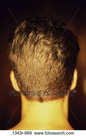 Rear view of a man's head View Large Photo Image Stock Photo - Rear view of a man's head. Fotosearch
