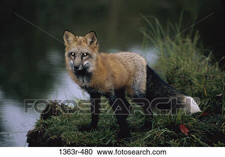 Stock Image - Red Fox on the banks of a river. Fotosearch