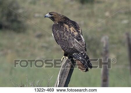 Red-tailed Hawk perched on a wooden post View Large Photo Image Stock Photo - Red-tailed Hawk perched on a wooden post. Fotosearch