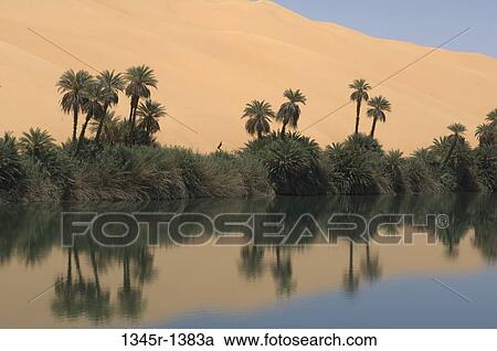 Reflection of trees in a lake, Lake Om-El-Ma, Erg Awbari, Fezzan, Libya View Large Photo Image Stock Image - Reflection of trees in a lake, Lake Om-El-Ma, Erg Awbari, Fezzan, Libya. Fotosearch