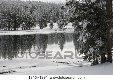 Reflection of trees in a river, Yellowstone River, Yellowstone National Park, Wyoming, USA View Large Photo Image Picture - Reflection of trees in a river, Yellowstone River, Yellowstone National Park, Wyoming, USA. Fotosearch