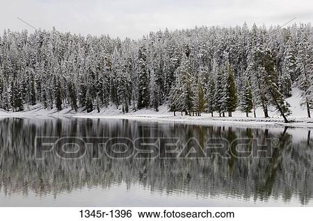 Reflection of trees in a river, Yellowstone River, Yellowstone National Park, Wyoming, USA View Large Photo Image Stock Photograph - Reflection of trees in a river, Yellowstone River, Yellowstone National Park, Wyoming, USA. Fotosearch