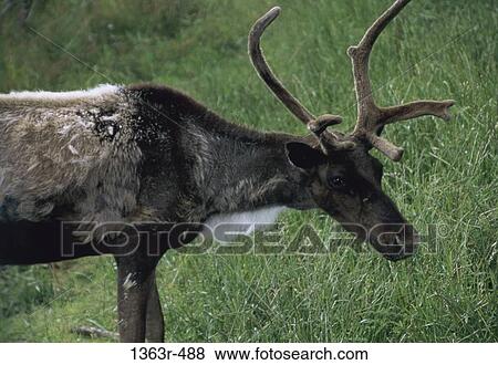 Reindeer grazing (Rangifer tarandus) View Large Photo Image Stock Photo - Reindeer grazing (Rangifer tarandus). Fotosearch