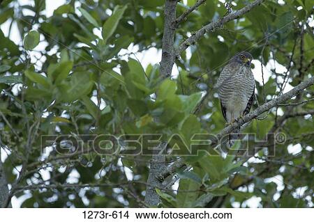 Roadside Hawk perched on a tree View Large Photo Image Picture - Roadside Hawk perched on a tree. Fotosearch