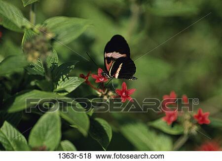 Rosina butterfly on a plant View Large Photo Image Stock Photo - Rosina butterfly on a plant. Fotosearch