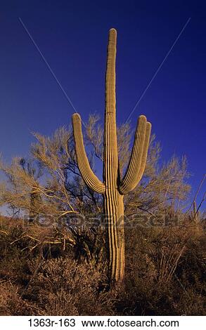 Saguaro Cactus, Cabeza Prieta, Arizona, USA (Cereus giganteus) View Large Photo Image Stock Image - Saguaro Cactus, Cabeza Prieta, Arizona, USA (Cereus giganteus). Fotosearch