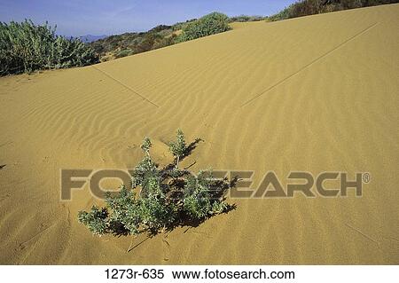 Sand dunes at Montana de Oro State Park, California, USA View Large Photo Image Stock Photography - Sand dunes at Montana de Oro State Park, California, USA. Fotosearch