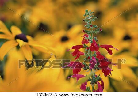 Scarlet Sage with Black-eyed Susans (Rudbeckia hirta) View Large Photo Image Stock Image - Scarlet Sage with Black-eyed Susans (Rudbeckia hirta). Fotosearch