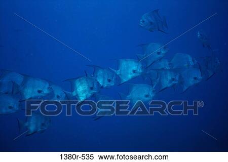 School of Atlantic Spadefish swimming underwater (Chaetodipterus faber) View Large Photo Image Stock Photography - School of Atlantic Spadefish swimming underwater (Chaetodipterus faber). Fotosearch