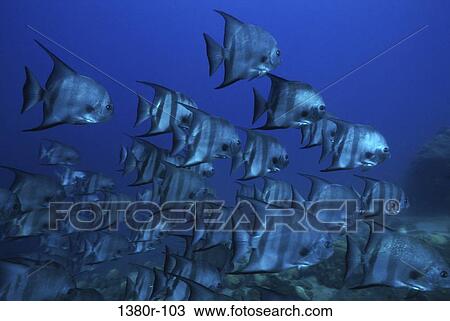 School of spadefish in the sea View Large Photo Image Stock Image - School of spadefish in the sea. Fotosearch