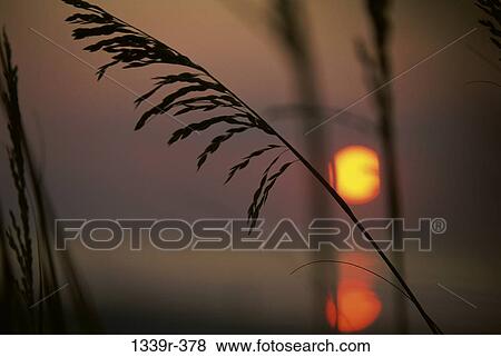 Sea oats View Large Photo Image Stock Photo - Sea oats. Fotosearch