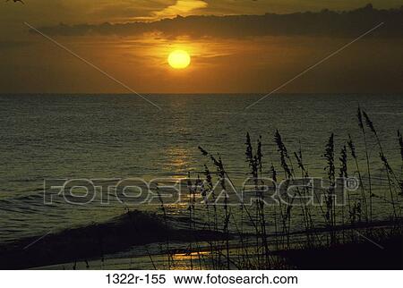 Sea oats View Large Photo Image Stock Photography - Sea oats. Fotosearch