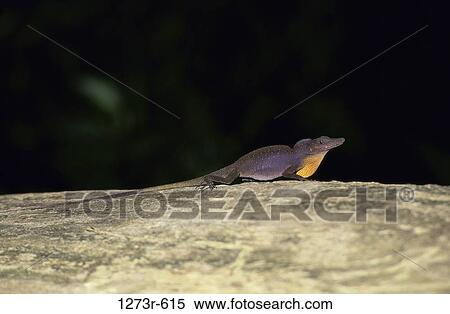 Side profile of a Crested Anolis Lizard View Large Photo Image Stock Photography - Side profile of a Crested Anolis Lizard. Fotosearch
