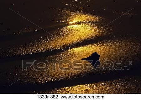 Silhouette of a conch shell on the beach View Large Photo Image Stock Image - Silhouette of a conch shell on the beach. Fotosearch