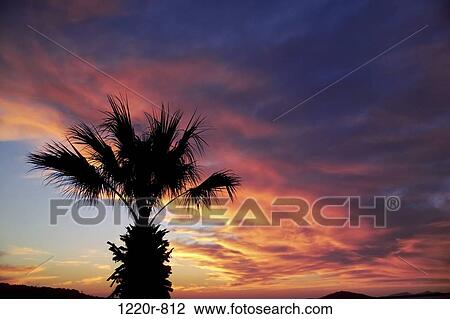 Silhouette of a palm tree during sunset View Large Photo Image Stock Image - Silhouette of a palm tree during sunset. Fotosearch