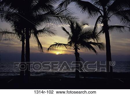 Stock Image - Silhouette of palm trees at Puerto Vallarta, Mexico. Fotosearch