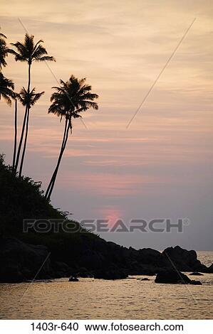 Silhouette of palm trees at sunset, Palolem Beach, Goa, India View Large Photo Image Stock Image - Silhouette of palm trees at sunset, Palolem Beach, Goa, India. Fotosearch