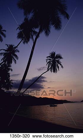 Stock Image - Silhouette of palm trees on a beach, Playa Colorada, Mochima National Park, Venezuela. Fotosearch
