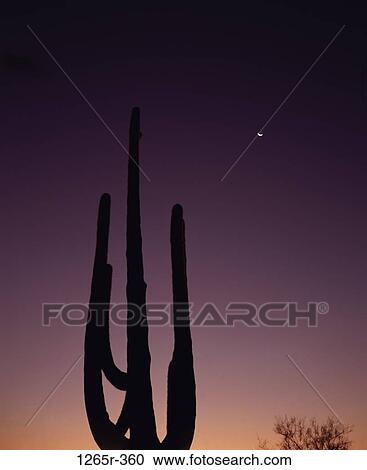 Stock Image - Silhouette of Saguaro Cactus, Red Hills, Saguaro National Park, Arizona, USA (Cereus giganteus). Fotosearch