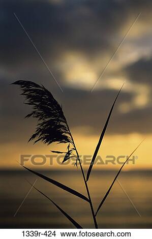 Silhouette of Sea Oats View Large Photo Image Picture - Silhouette of Sea Oats. Fotosearch