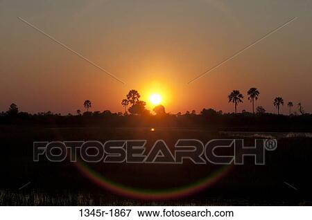 Silhouette of trees at sunrise, Abu Camp, Okavango Delta, Botswana View Large Photo Image Stock Photo - Silhouette of trees at sunrise, Abu Camp, Okavango Delta, Botswana. Fotosearch