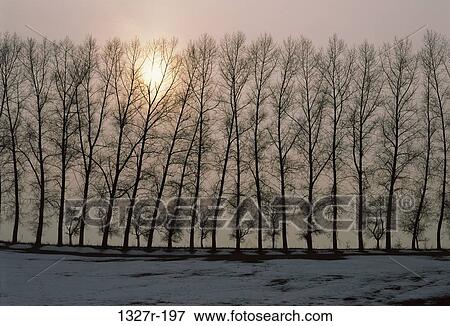 Silhouette of trees, Czech Republic View Large Photo Image Stock Photo - Silhouette of trees, Czech Republic. Fotosearch