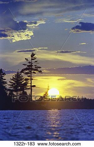 Silhouette of trees during sunset, Nicatous Lake, Burlington, Maine, USA View Large Photo Image Stock Image - Silhouette of trees during sunset, Nicatous Lake, Burlington, Maine, USA. Fotosearch