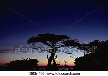 Silhouette of trees during sunset, Monterey, California, USA View Large Photo Image Stock Photograph - Silhouette of trees during sunset, Monterey, California, USA. Fotosearch