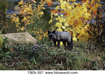 Silver Fox standing in the forest View Large Photo Image Stock Photo - Silver Fox standing in the forest. Fotosearch
