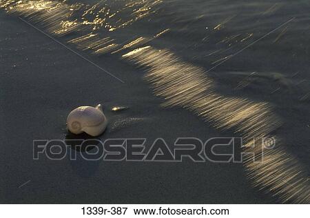 Snail shell in sand at the beach View Large Photo Image Stock Photo - Snail shell in sand at the beach. Fotosearch