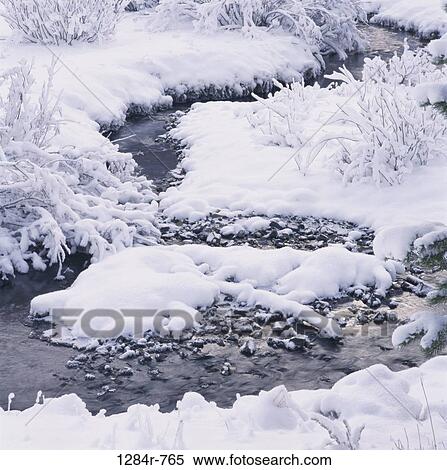 Stock Photography - Snow covered plants in winter. Fotosearch