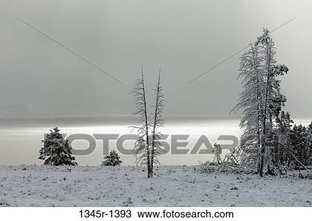 Snow covered trees at the lakeside, Yellowstone Lake, Yellowstone National Park, Wyoming, USA View Large Photo Image Stock Image - Snow covered trees at the lakeside, Yellowstone Lake, Yellowstone National Park, Wyoming, USA. Fotosearch