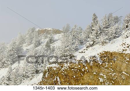 Snow covered trees on a mountain, Chief Joseph Scenic Byway, Wyoming, USA View Large Photo Image Stock Image - Snow covered trees on a mountain, Chief Joseph Scenic Byway, Wyoming, USA. Fotosearch