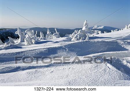 Snow covered trees on a polar landscape, Karkonosze Mountains, Czech Republic View Large Photo Image Picture - Snow covered trees on a polar landscape, Karkonosze Mountains, Czech Republic. Fotosearch