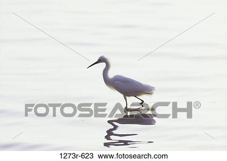 Snowy Egret in water View Large Photo Image Stock Image - Snowy Egret in water. Fotosearch