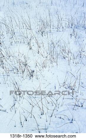 Spike reeds growing in snow covered field, Norfolk Broads, East Anglia, England View Large Photo Image Stock Image - Spike reeds growing in snow covered field, Norfolk Broads, East Anglia, England. Fotosearch