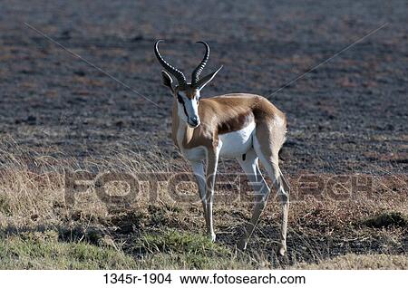 Springbok (Antidorcas marsupialis) standing in a field, Deception Valley, Central Kalahari Game Reserve, Botswana View Large Photo Image Picture - Springbok (Antidorcas marsupialis) standing in a field, Deception Valley, Central Kalahari Game Reserve, Botswana. Fotosearch
