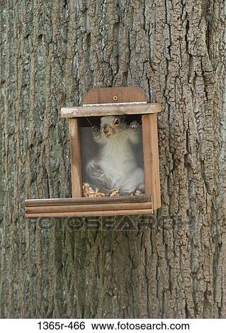Squirrel inside of squirrel feeding box View Large Photo Image Stock Photograph - Squirrel inside of squirrel feeding box. Fotosearch