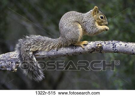 Squirrel on a tree View Large Photo Image Stock Photography - Squirrel on a tree. Fotosearch