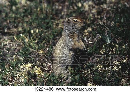 Squirrel on the ground View Large Photo Image Stock Photograph - Squirrel on the ground. Fotosearch