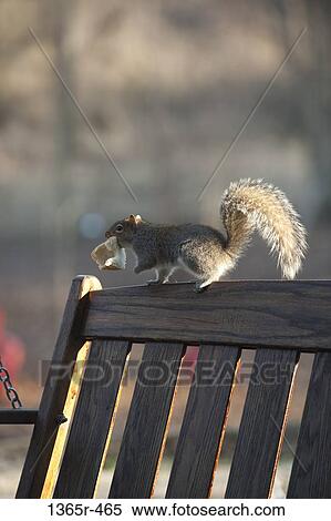 Stock Photography - Squirrel with piece of bread on porch swing. Fotosearch