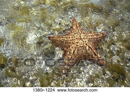 Starfish underwater, Los Roques National Park, Los Roques, Venezuela View Large Photo Image Picture - Starfish underwater, Los Roques National Park, Los Roques, Venezuela. Fotosearch