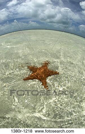 Starfish underwater, Los Roques National Park, Los Roques, Venezuela View Large Photo Image Stock Photo - Starfish underwater, Los Roques National Park, Los Roques, Venezuela. Fotosearch