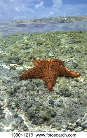Starfish underwater, Los Roques National Park, Los Roques, Venezuela View Large Photo Image Stock Photo - Starfish underwater, Los Roques National Park, Los Roques, Venezuela. Fotosearch