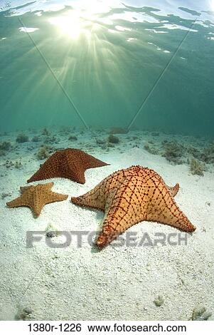 Starfish underwater, Los Roques National Park, Los Roques, Venezuela View Large Photo Image Stock Photograph - Starfish underwater, Los Roques National Park, Los Roques, Venezuela. Fotosearch