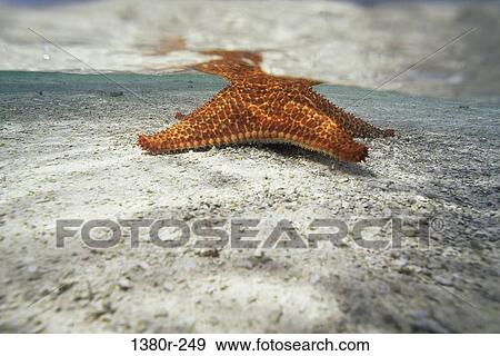 Starfish underwater View Large Photo Image Stock Photo - Starfish underwater. Fotosearch