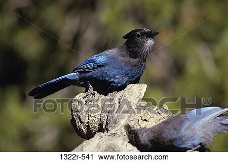 Steller's Jays on a rock View Large Photo Image Stock Image - Steller's Jays on a rock. Fotosearch